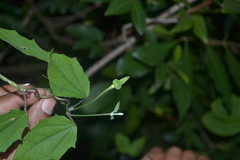 Thunbergia fragrans var. vestita